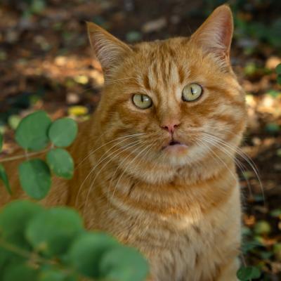 A Red Striped Cat Close Up Portrait 2022 11 16 16 06 27 Utc Kopie