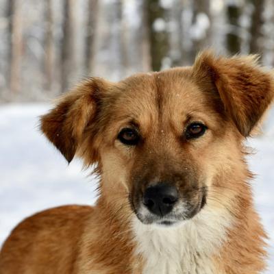 Cute Dog In A Snow 2022 11 08 07 41 57 Utc Kopie